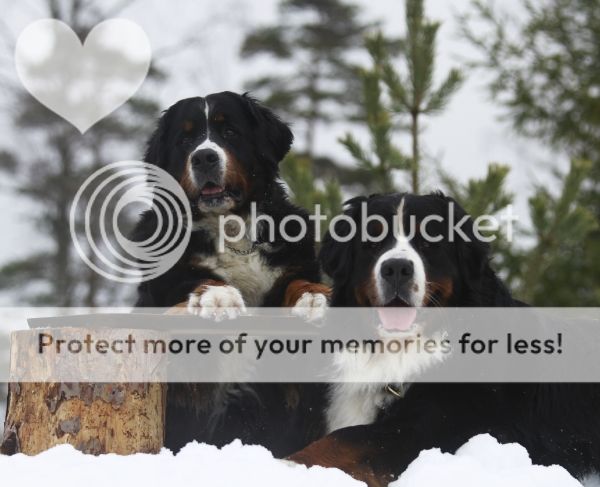 photo dbb6759d-d86b-45b0-9f43-a84c5028f350_zps65b7d905.jpg