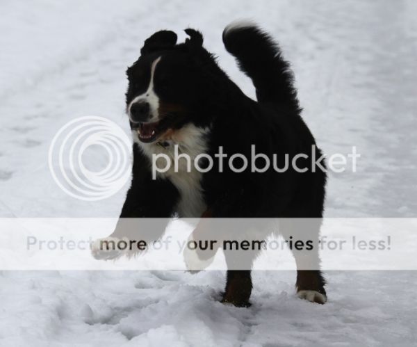 photo
1c0f99b1-c869-421b-b448-2ca61702325b_zpslwvfvtem.jpg