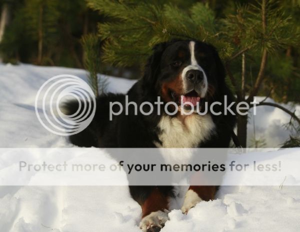 photo 8747838f-5e42-42d3-9d5a-068053dd1fc1_zpstzqahrbo.jpg