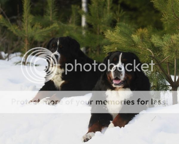 photo eea2d550-df23-4313-a676-01860f45c498_zpswkygg7qc.jpg