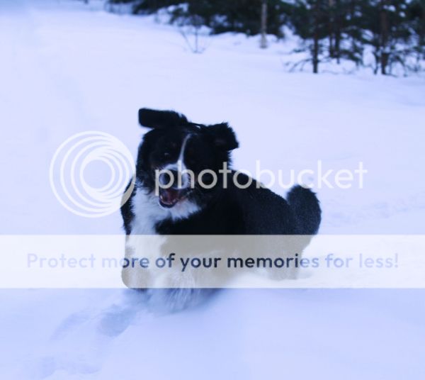 photo 3ae78466-36d8-43ab-8762-cc58e2fdfbbc_zpsdccc8291.jpg