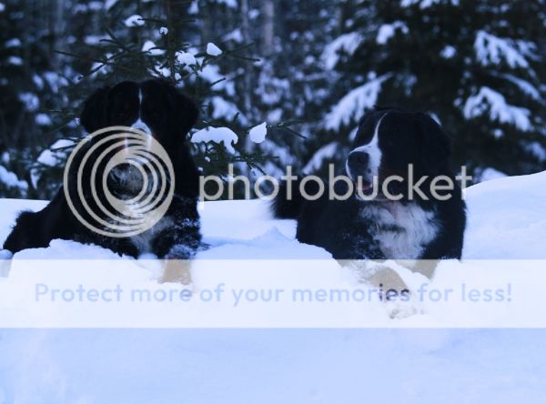 photo ed49b79c-9f3f-4cd6-a241-878aa63855eb_zpsb7f0b7ca.jpg