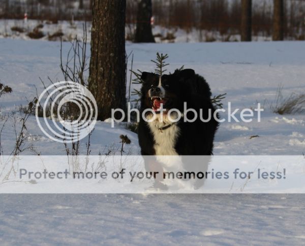 photo 83d20c72-f683-4da9-bdde-7bbda5283186_zpsb920b78f.jpg
