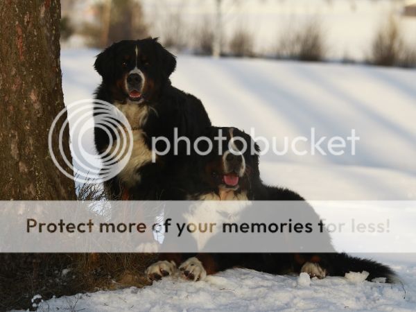 photo aae83e69-4c0f-4c5e-afc3-7675e7634e03_zps548a1f4f.jpg