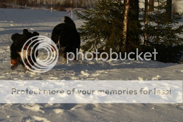 photo bad505af-05cb-484a-9d2a-4358674bef60_zpsba5e9238.jpg