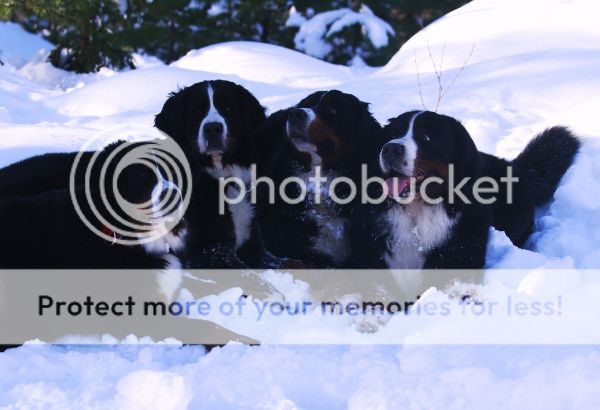 photo abef46cf-c750-45c0-b86f-ca54e211e65b_zps3606efa1.jpg