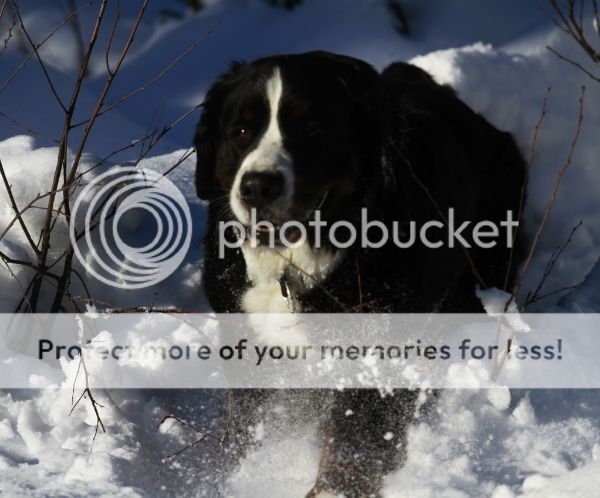 photo c21e3bb2-438b-4eb7-98ee-55a2187a8587_zps6bb4f0c5.jpg