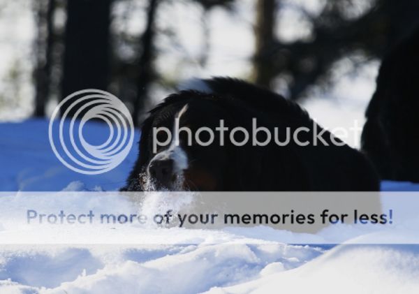 photo f7d96bdf-fa18-420c-9aea-967bc6c925c2_zps9e78693c.jpg