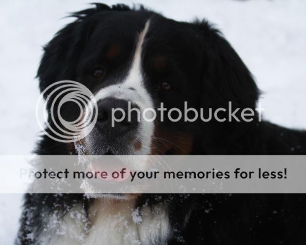 photo 60aa09d7-0e27-45e5-9927-9ecc2b03dd62_zps7731db19.jpg