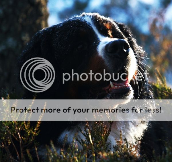 photo 98f7fe65-7c88-46ee-924c-eb43f6382e9a_zpsc47e18ca.jpg