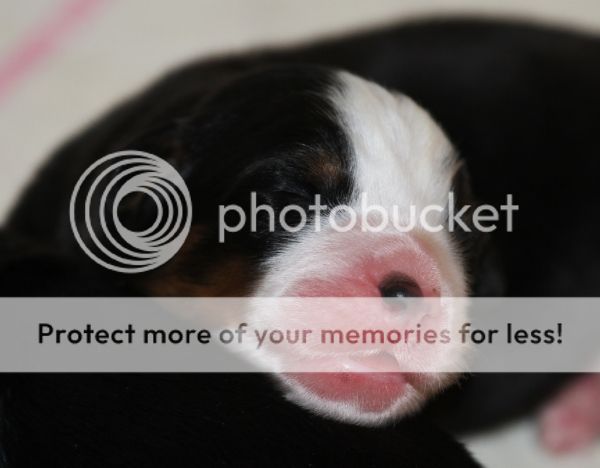 photo c139a7c8-fb7e-40ee-99f8-1f402a304609_zps2af49860.jpg