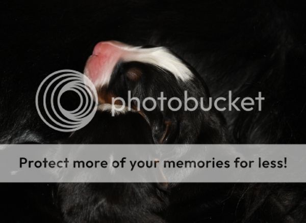 photo e8b8ff61-6059-4e12-8366-c9e1c0205eb9_zps3720c49c.jpg
