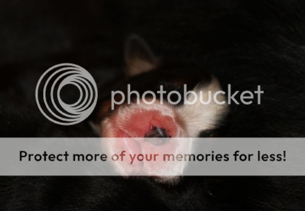 photo 64b6b0f8-8c37-4e59-88cc-80ab64d43c39_zps4c4d65bd.jpg
