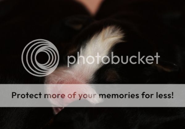 photo cc609533-7d69-440d-9c75-28334dbfad53_zpsd9043986.jpg