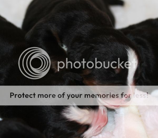 photo e063c4db-6aa6-43d0-8cd6-b7036f282dff_zps4854eb34.jpg