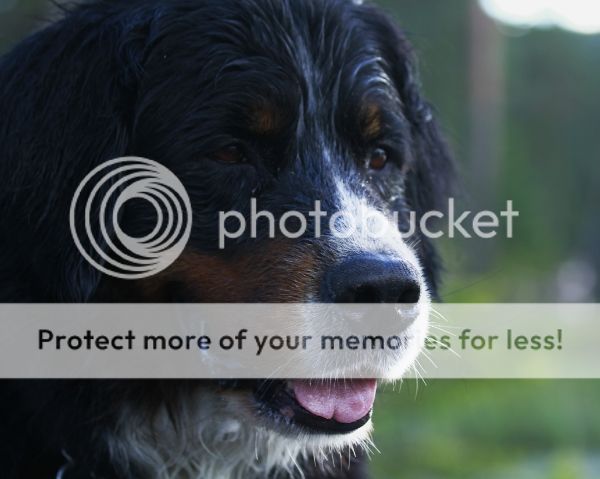 photo 019e7ac9-7a03-4ba6-a77c-008c4961391d_zpsc0475b71.jpg