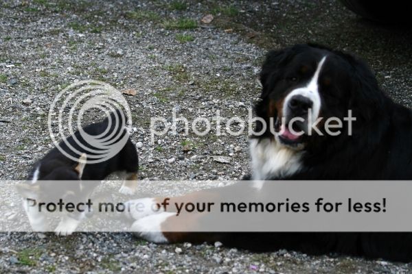 photo 4be2a422-6db8-475b-a0b6-4e0d95f33acf_zps7249c9a2.jpg