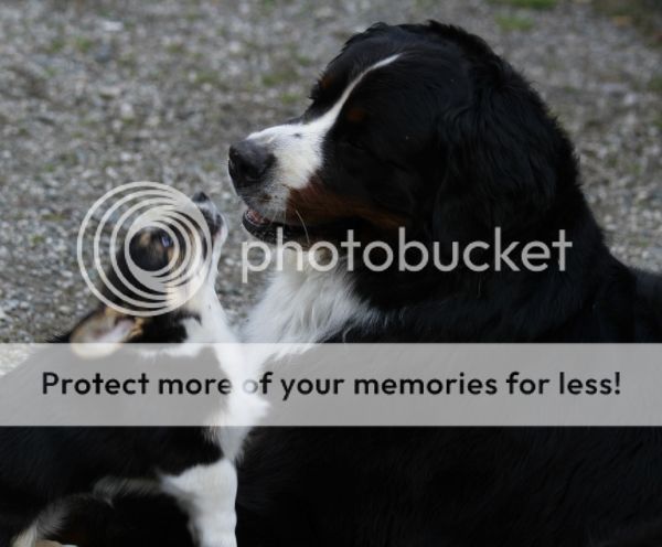 photo 7916531e-2075-4c44-acbd-46b3771f63a2_zps3c783f47.jpg