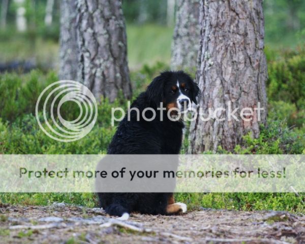 photo af71e62d-0638-4fc1-b05e-04dfd4db2a3d_zps8b8b8d10.jpg