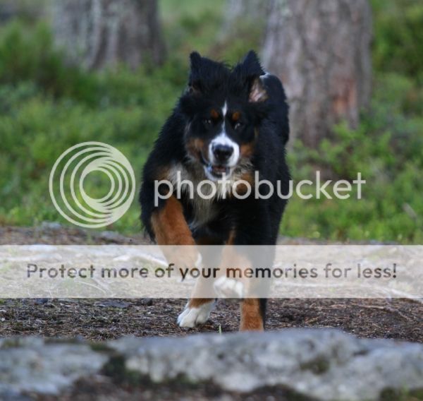 photo d8b53138-a055-4fff-a0e2-56e77721d796_zpse60c5c1e.jpg