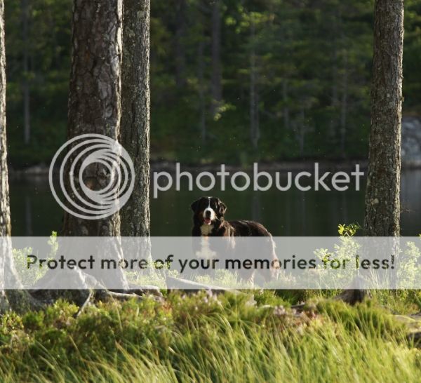photo e4ab2d1c-cc5a-49de-91ab-dd0a28b60c81_zpsfae8091b.jpg