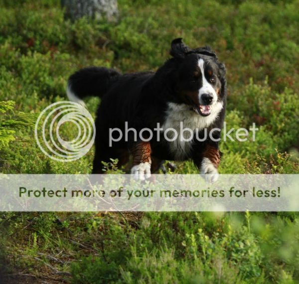 photo e4c039e6-c535-449e-82d7-7530a0394ebf_zps9b67df09.jpg