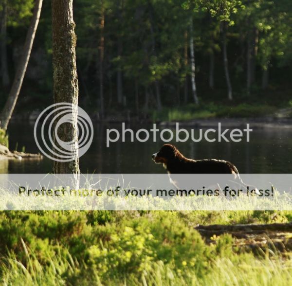 photo ed608c58-e8d5-44b8-a0da-73adb473c460_zpsb4753c5c.jpg