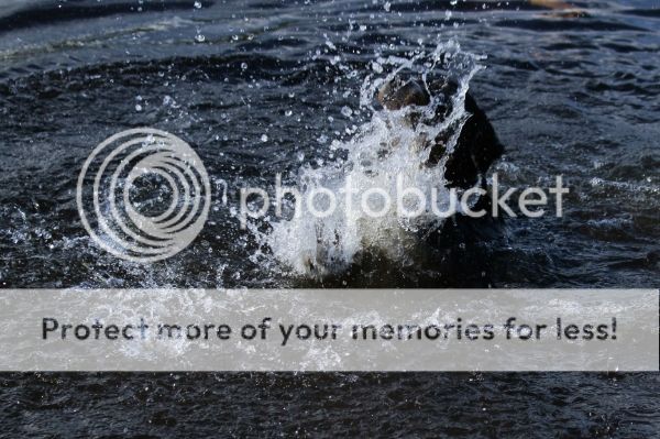 photo fd623222-efec-454a-a12f-f1d810b69e9c_zps2abef176.jpg