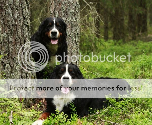 photo 4cd6ba03-402e-49ab-83e8-4b99c79a01b8_zpsebb57b01.jpg