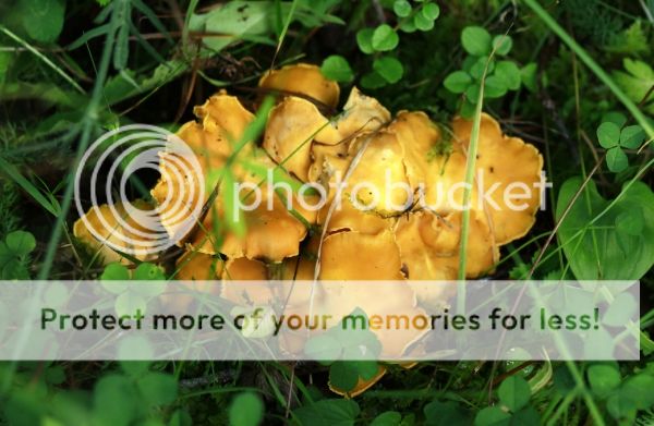 photo 9441bd5c-9f53-460b-80c0-ebfe7693e6c3_zps4ee6a329.jpg