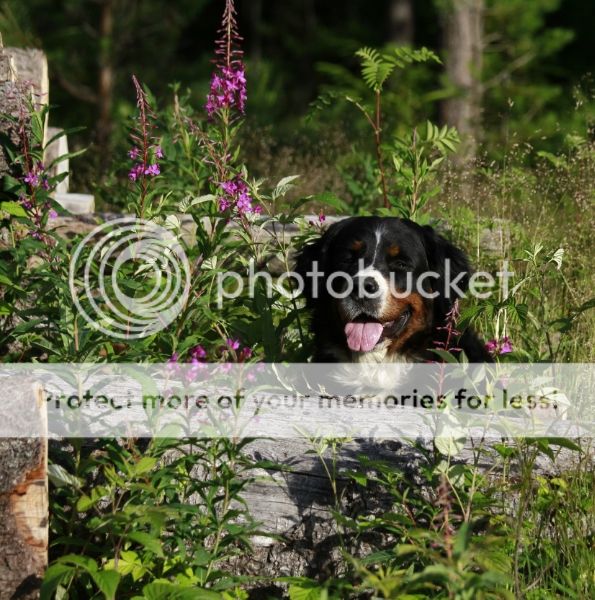 photo 94395cfe-e9b4-45a4-b5d2-a12bf2bd24da_zps91edebb1.jpg