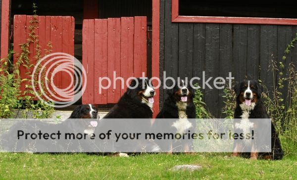 photo 113f28c8-9601-4db7-878f-fcd0ff7e3ee6_zps52a6b668.jpg