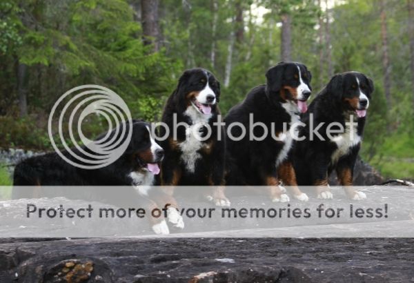 photo f3eeec31-5860-44f0-8b5b-db560034f7b8_zps9a37f9a5.jpg