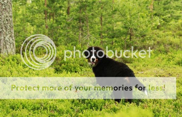 photo 506533bf-930e-43fa-80fb-91cf4e5025eb_zps551332dc.jpg