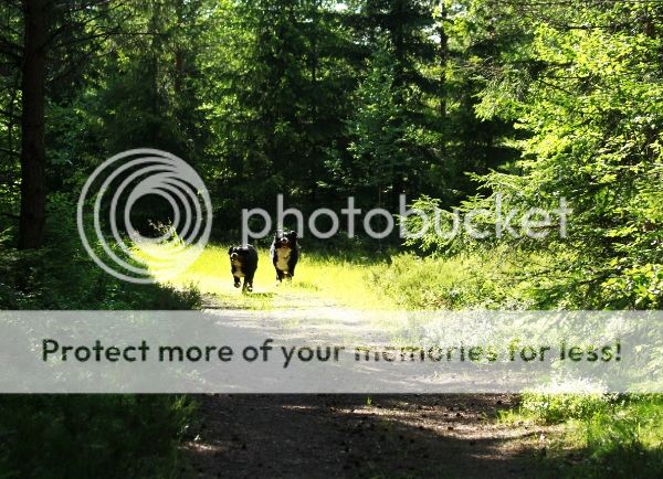 photo 85908db5-49b6-4ef2-9fda-c0f0a6d5c4a4_zps6dff47b8.jpg
