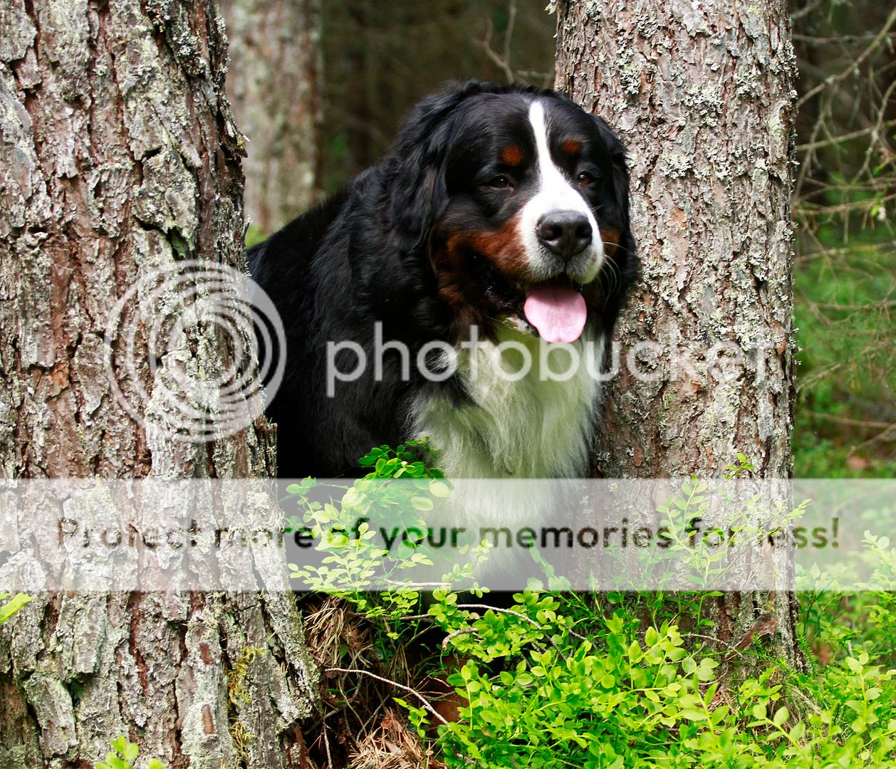 photo 007_zps19f6fc00.jpg