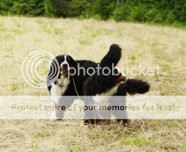 photo 4ded2d8a-93db-493c-b945-f6912820280a_zps085b0880.jpg