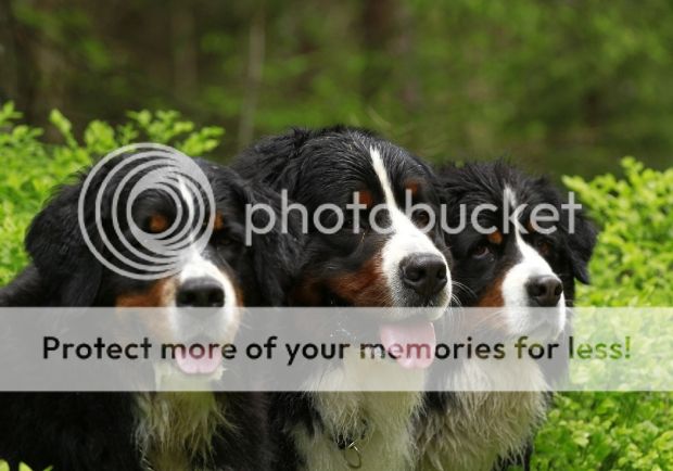 photo 560d3d01-291b-457d-a2de-289962d353d0_zpsde0b08d3.jpg