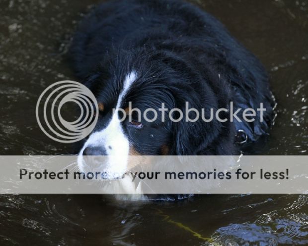 photo ba67bb29-2687-46c7-84d0-2a6f4d122a81_zpsc2aa83c9.jpg