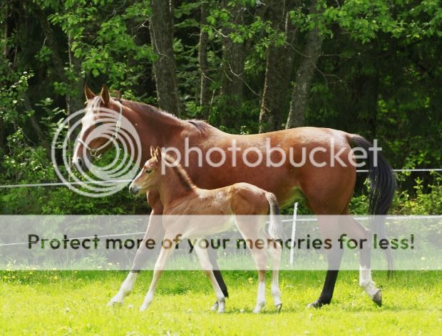 photo ccb428cb-a11c-4c4e-87f9-55b413967a80_zps642b427c.jpg
