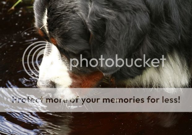 photo d7476230-1bf6-4141-92a6-88a04bcab735_zpsc3275573.jpg