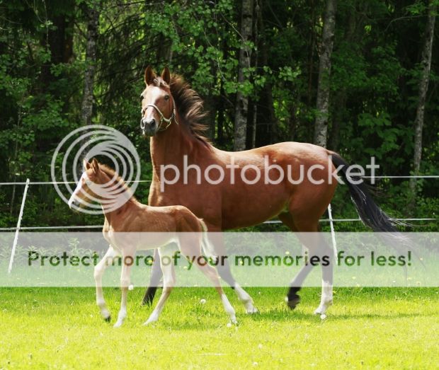 photo f12b5684-017f-4a8a-bca2-41a866ed8d60_zps9659da5d.jpg