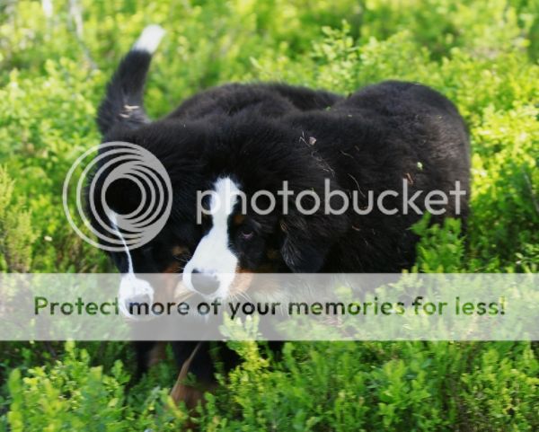 photo d8cb8d3a-d834-41ec-ad70-c342518fcd95_zps965c873c.jpg