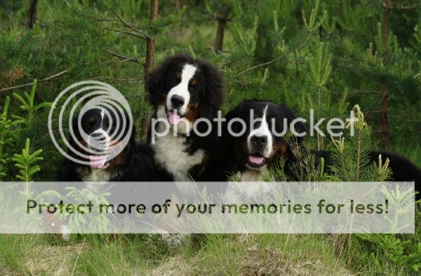 photo e8e7f089-1fde-43b1-b8bb-d982bc46afda_zps2eb050a9.jpg