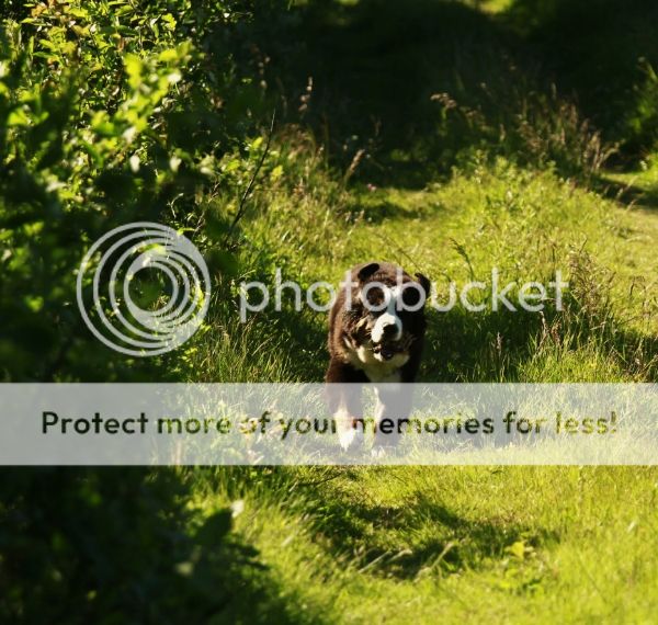 photo fc252b03-e2ee-44c7-b0a0-d6e4d1186bfe_zps93b58157.jpg