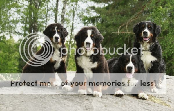 photo 49cf7f6f-48c0-44c4-990c-5327a152f7fc_zpse59b78aa.jpg