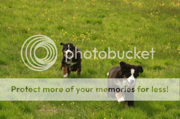 photo d86980e2-3728-4e6e-99fe-1d4ba9f05fd4_zpsf175bb9c.jpg