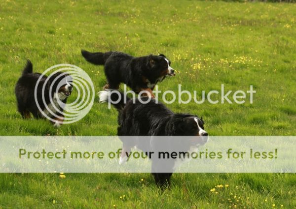 photo e2f24e34-1d1f-4609-94b6-617144e5874e_zpsa451e713.jpg
