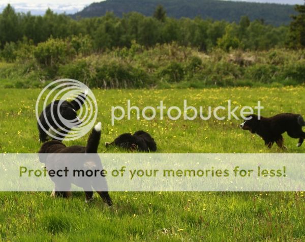 photo fe4e367f-de9d-47f7-860c-f6ac6185b10c_zpsbfd71881.jpg