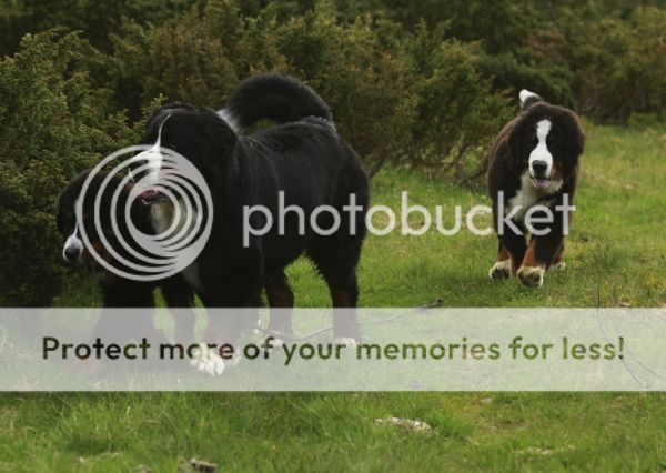 photo 1a65e9a1-115d-48ac-82fc-fe349779d93e_zps8791d8ff.jpg